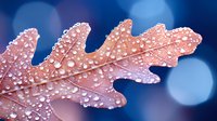 Autumn oak leaf covered in morning dew drops against soft blue bokeh background, nature macro photography with water droplets on foliage surface.
