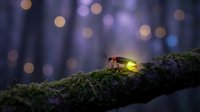 Glowing firefly on moss-covered branch with magical bokeh lights in enchanted forest setting for nature and fantasy themed designs.