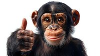 Young chimpanzee giving thumbs up gesture with friendly expression on white background, isolated primate portrait for educational and design projects.