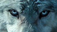 Close-up portrait of gray wolf with piercing blue eyes and detailed fur texture. Wild animal face showing intense gaze and natural beauty.