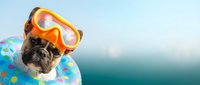 Pug wearing orange snorkel goggles and colorful inflatable ring at beach, summer vacation concept for travel and leisure marketing.