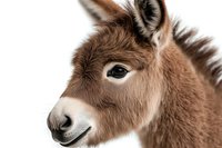 Close up portrait of brown donkey head with gentle expression against white background, showing detailed fur texture and distinctive eye. Isolated farm animal.