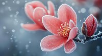 Delicate pink magnolia flower covered in morning frost against blurred gray background, creating ethereal winter garden atmosphere. Macro photography captures frozen dew drops.