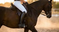 Elegant dressage horse and rider performing collected movement in golden sunset light at outdoor arena. Professional equestrian sport training session.