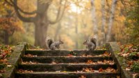 Two gray squirrels face each other on mossy stone steps surrounded by colorful fallen leaves in a misty autumn forest park.