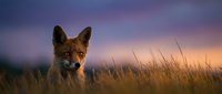 Red fox standing in tall grass at sunset with purple and orange sky, wildlife portrait for nature and animal stock use.