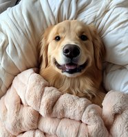 Happy golden retriever dog lying in bed with fluffy blanket, cozy morning bedroom scene for pet care and comfort lifestyle content.