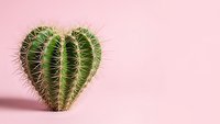 Heart-shaped cactus succulent plant on pink background with copy space for Valentine's Day love concept and romantic home decor design projects.
