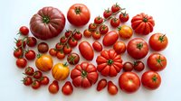 Fresh colorful tomato varieties collection including heirloom beefsteak cherry and plum tomatoes arranged on white background for cooking recipes.