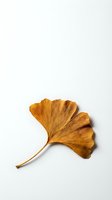 Single golden autumn ginkgo leaf isolated on white background for seasonal design projects and natural botanical decorations.