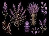 Lavender flowers and stems isolated on transparent background, ready for t-shirt design, clipart, stickers, sublimation and print-on-demand projects.