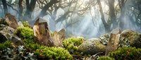 Mystical forest floor with moss-covered rocks and tree stumps in ethereal sunlight filtering through ancient woodland creating magical atmosphere.