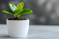 Young green plant growing in white ceramic pot against blurred gray background, symbolizing growth, new beginnings and minimalist home decor style.