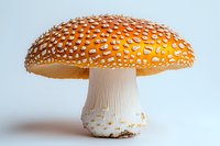 Amanita muscaria mushroom with bright orange cap and white spots on white background, macro photography showing detailed texture and pattern.