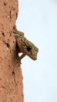 Small gecko lizard climbing on textured orange brick wall surface with detailed scales and dark eye visible against neutral background.