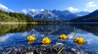 Yellow wildflowers floating on crystal clear mountain lake with snow-capped peaks and forest reflection under blue sky with white clouds.