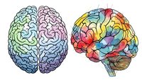 Colorful human brain anatomy illustration showing left and right hemispheres with rainbow gradient colors for medical education and neuroscience concepts.