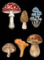 Botanical illustration of six isolated mushroom varieties in watercolor style, featuring red spotted toadstool, blue umbrella fungi, golden morel, chanterelle, and brown cap species on transparent background. Ready for clipart, t-shirt design, stickers, and print-on-demand projects.