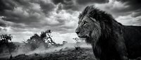 Majestic male lion standing in African savanna landscape under dramatic stormy sky in black and white monochrome photography.