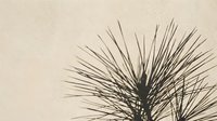 Silhouette of spiky plant with thin needle-like leaves against neutral beige background, isolated and ready for design projects, botanical graphics, and nature-themed compositions.