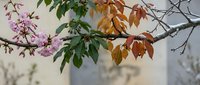 Autumn tree branches with colorful foliage and pink flowers against soft blurred background. Seasonal nature photography for fall decorating projects.