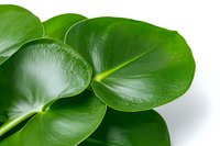Fresh green leaves of Monstera deliciosa plant close up on white background showing natural texture and veins pattern, tropical foliage macro photography.