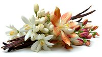 Elegant floral arrangement with white jasmine flowers, orange lilies, and vanilla pods on white background, suitable for spa or wellness design.