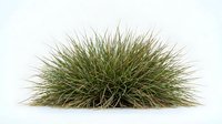 Isolated ornamental grass clump with fine, wispy green and tan blades on white background, ready for landscape design, architectural visualization, and digital compositing projects.