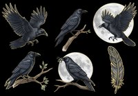 Raven and crow illustrations isolated on transparent background, ready for t-shirt design, clipart, stickers, sublimation and print-on-demand projects.