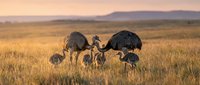 Emu family with chicks foraging in golden grassland during sunset. Australian wildlife scene showcasing parental care in natural habitat.