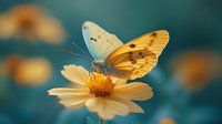 Yellow butterfly with spread wings resting on pale orange cosmos flower against blurred turquoise background, macro nature photography in soft light.