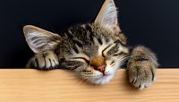Sleepy tabby cat resting head and paws on wooden surface against dark background, showing peaceful expression and striped fur pattern.