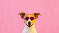 Cute dog wearing heart-shaped sunglasses on pink background for Valentine's Day celebration and romantic holiday designs.