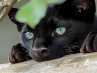 Close up portrait of black cat with striking green eyes resting on wooden surface, soft focus natural lighting creates mysterious mood. Blurred green leaves frame composition.