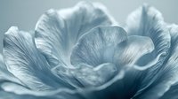 Delicate ranunculus petals in soft blue tones create dreamy macro composition. Gentle curves and layers reveal intricate floral texture in ethereal light.