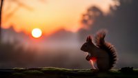 Squirrel silhouette sitting on mossy log during golden hour sunset with warm orange sky and soft bokeh background creating peaceful wildlife scene.