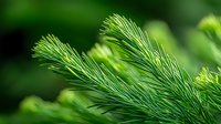 Fresh green pine needles in soft focus with natural bokeh background, closeup nature macro photography showing detailed evergreen branch texture.