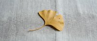 Single golden yellow ginkgo leaf on neutral linen fabric background. Natural autumn foliage for seasonal designs, botanical projects, and organic decor.