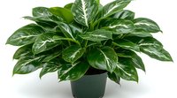 Lush green Chinese evergreen plant with variegated white striped leaves growing in dark plastic pot, isolated on white background for easy design integration.