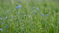 Delicate blue flax flowers blooming in natural green meadow field. Organic farming, wildflower garden, botanical nature photography for wellness content.