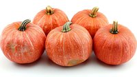 Fresh orange pumpkins arranged in row on white background, seasonal autumn harvest produce for Halloween and Thanksgiving decoration and cooking.