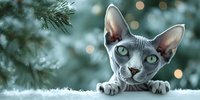 Adorable gray Sphynx cat with green eyes peeking over white surface near Christmas tree with bokeh lights creating festive holiday atmosphere for pet lovers.