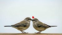 Two small brown sparrows touching beaks with red heart above on white background, isolated for romantic greeting cards and love designs.