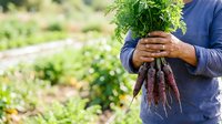 Farmer holding fresh purple carrots with green tops in vegetable garden, harvesting organic produce for cooking and healthy eating.