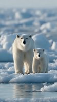 Polar bear mother with cub standing on ice floe in Arctic wilderness, wildlife conservation and climate change awareness concept for environmental campaigns.