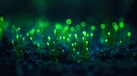 Glowing green mushrooms in dark magical forest setting with bokeh lights and sparkles creating ethereal nature atmosphere at night.