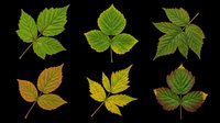 Six detailed bramble leaves in green, yellow, and autumn tones, isolated on transparent background. Ready for nature clipart, stickers, t-shirt design, and print on demand.