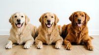 Three golden retriever dogs sitting together on wooden floor against white wall background showing different coat color variations from light to dark golden.