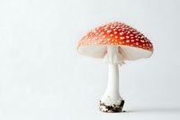 Vibrant red fly agaric mushroom with white spots isolated on white background, showcasing distinctive cap and stem for nature and botanical design projects.