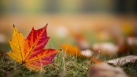 Vibrant autumn maple leaf with red and yellow colors lying on grass with blurred fall foliage background for seasonal design projects.
